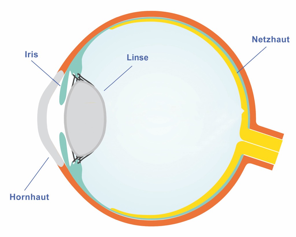 Auge Illustration